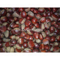 High Quality Kichina Kuvunja Fresh Chestnut matunda